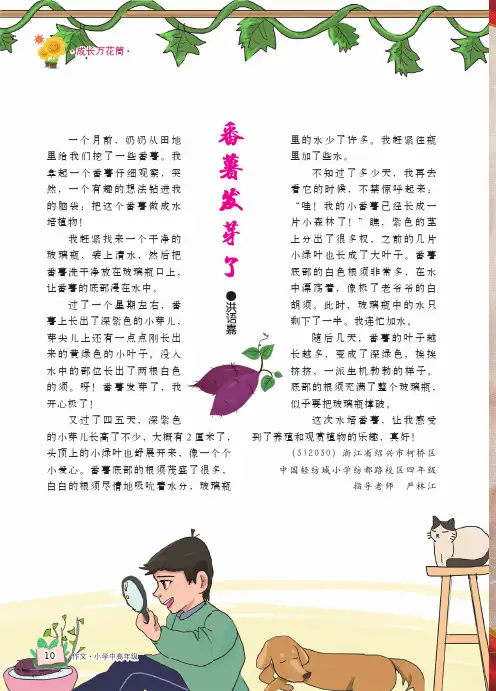 番薯发芽了