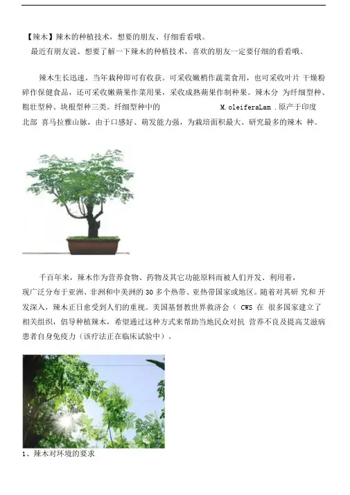 辣木种植技术