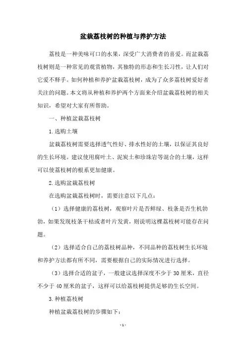 盆栽荔枝树的种植与养护方法