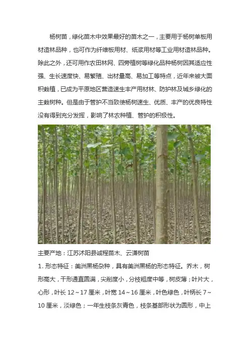 求购杨树苗和107杨树苗