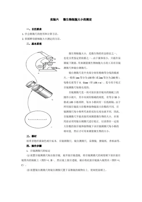 实验六 微生物细胞大小的测定