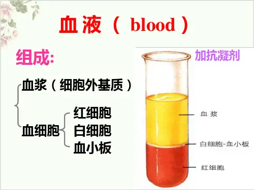 组织学与胚胎学血液学生PPT.