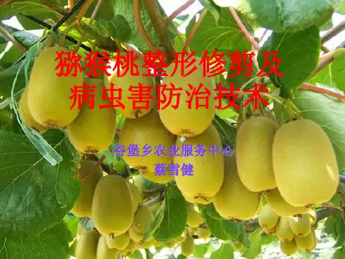 猕猴桃整形修剪及病虫害防治