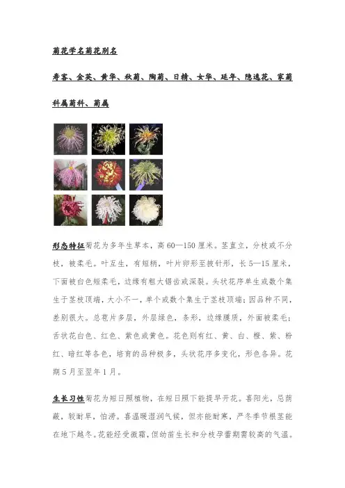 菊花资料简介