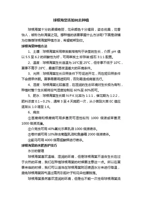 球根海棠该如何去种植
