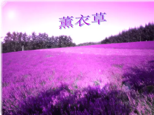 薰衣草PPT课件
