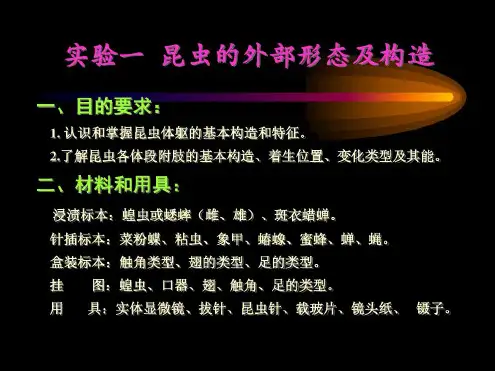 实验一昆虫的外部形态及构造_2022年学习资料