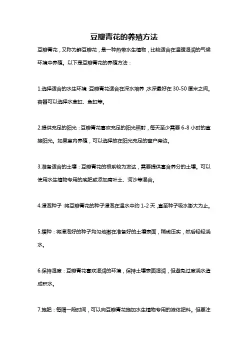豆瓣青花的养殖方法