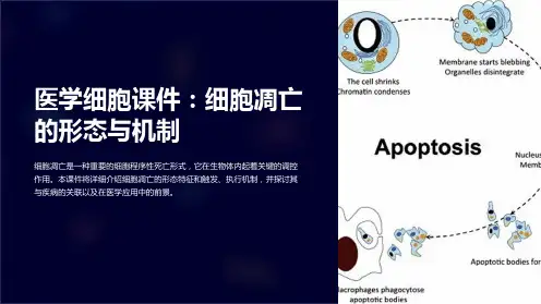 医学细胞课件：细胞凋亡的形态与机制