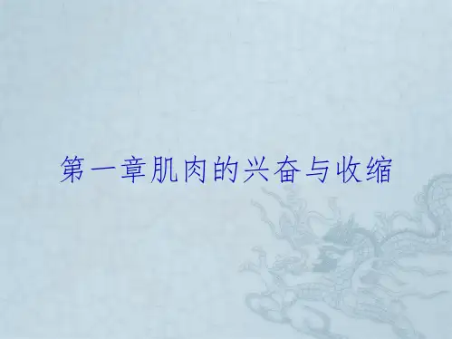 第一章肌肉的兴奋与收缩