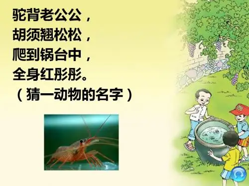 《小虾》ppt