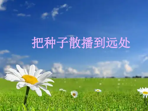 四年级下册科学课件把种子散播到远处教科版(共24张PPT)
