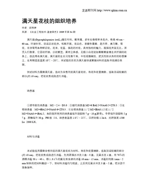满天星花枝的组织培养