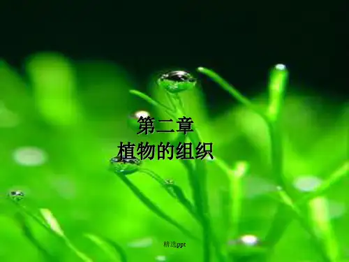 植物的组织和组织系统