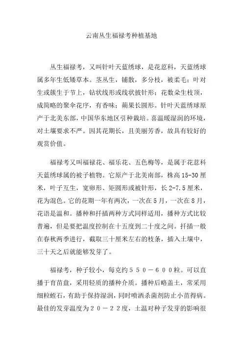 云南丛生福禄考种植基地