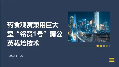 药食观赏兼用巨大型“铭贤1号”蒲公英栽培技术