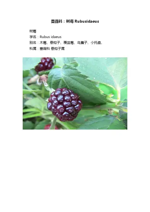 蔷薇科：树莓Rubusidaeus