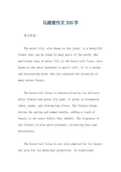马蹄莲作文300字