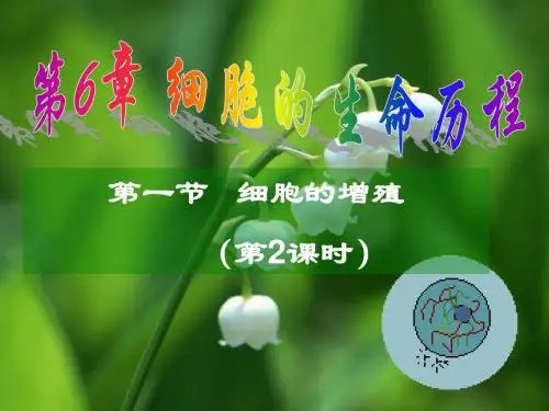 有丝分裂-第二课时