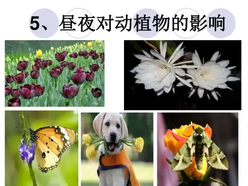 5昼夜对动植物的影响