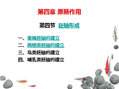 胚轴形成获奖课件