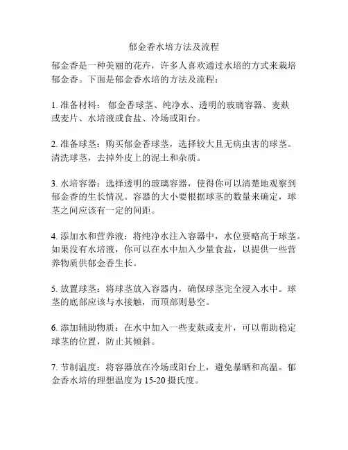 郁金香水培方法及流程