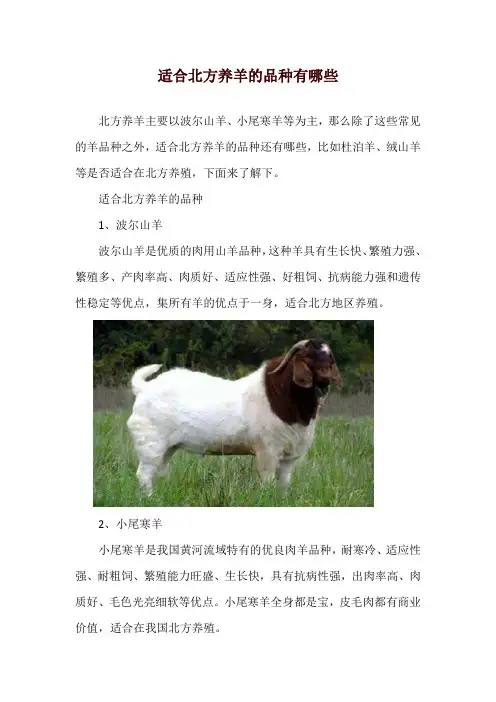 适合北方养羊的品种有哪些