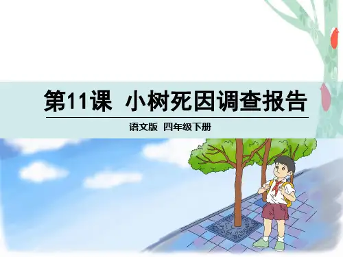四年级下册语文课件-11 小树死因调查报告 (共33张PPT)