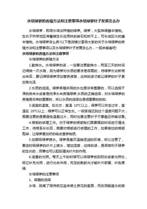 水培绿萝的养殖方法和注意事项水培绿萝叶子发黄怎么办