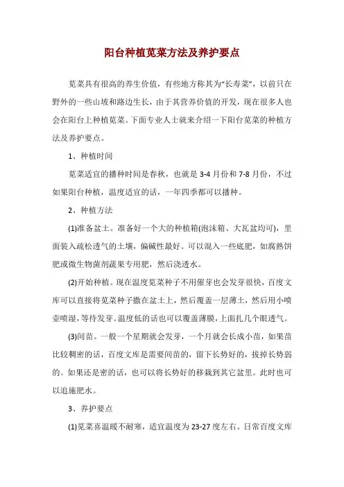 阳台种植苋菜方法及养护要点