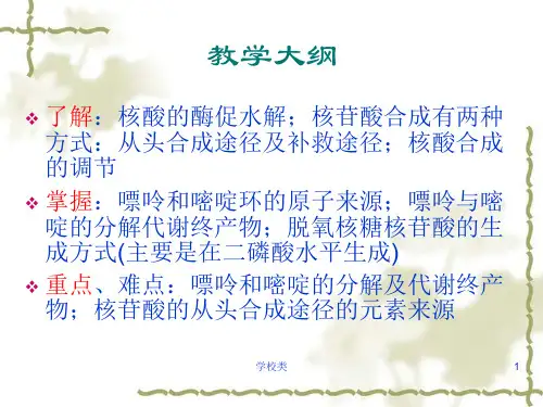 核酸的降解与核苷酸代谢上课课件
