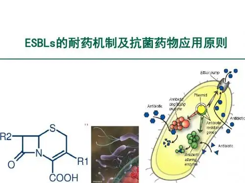 esbls的耐药机制及抗菌药物应用原则