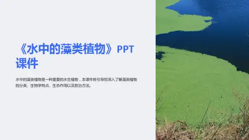 《水中的藻类植物》课件
