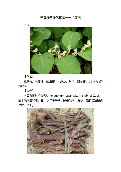 中医药草药文化之——“虎杖