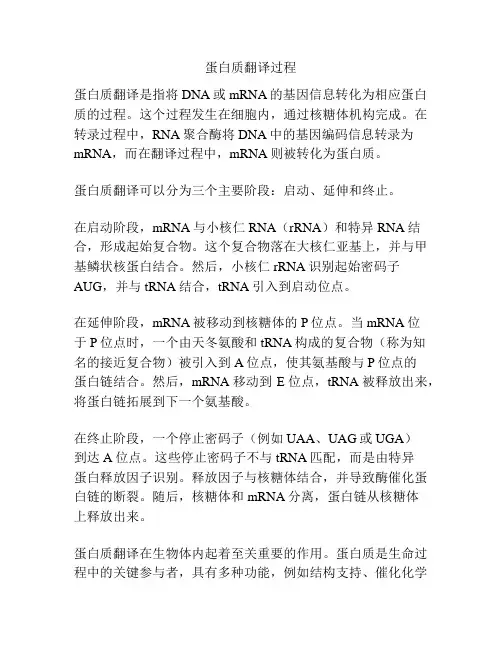蛋白质翻译过程
