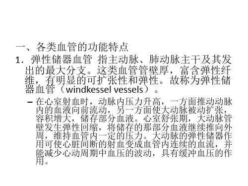 血管生理概述
