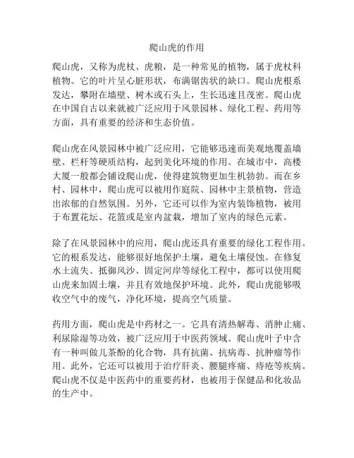 爬山虎的作用