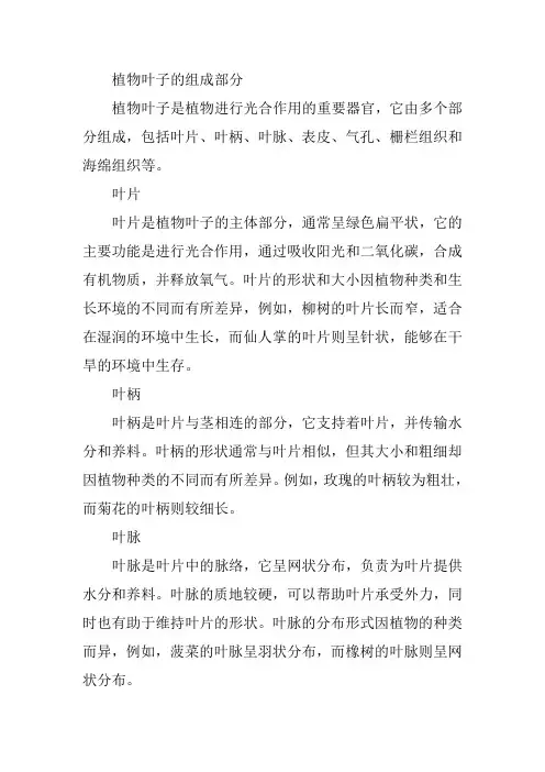 植物叶子的组成部分
