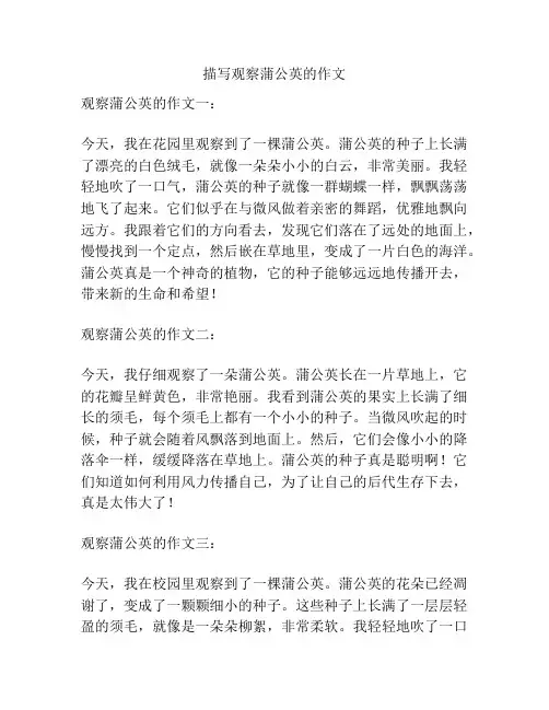 描写观察蒲公英的作文