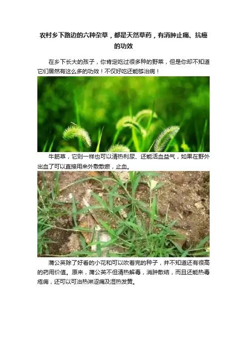 农村乡下路边的六种杂草，都是天然草药，有消肿止痛、抗癌的功效