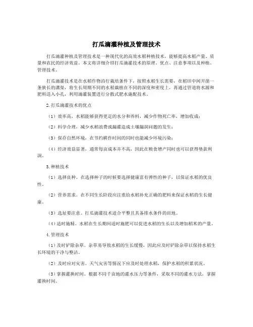 打瓜滴灌种植及管理技术
