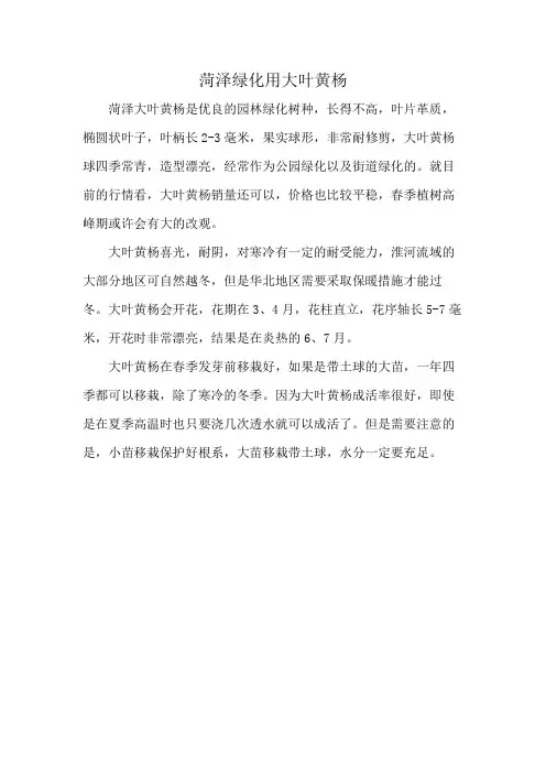 菏泽绿化用大叶黄杨