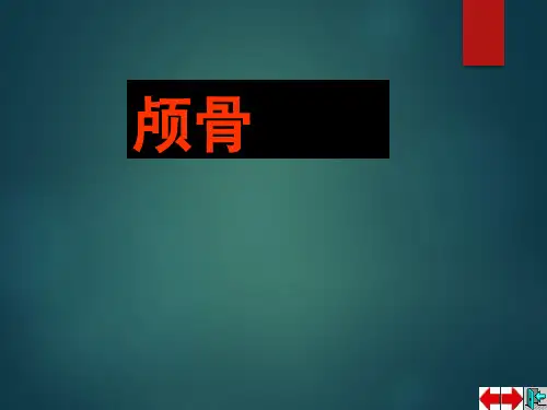 系统解剖学之颅骨
