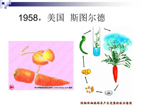 人教版选修1高中生物专题三课题一《菊花的组织培养》