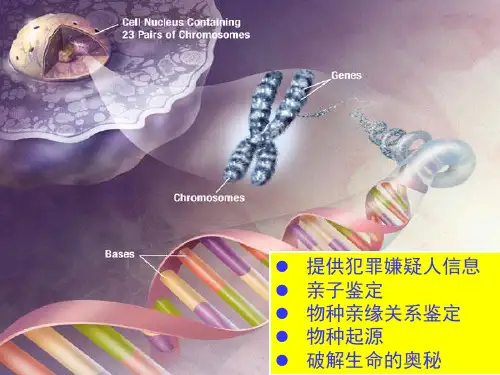 【新教材人教版化学】核酸课件下载1