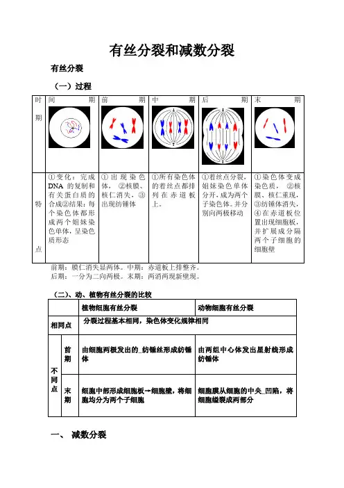 高中生物必修二有丝分裂-减数分裂详尽分析