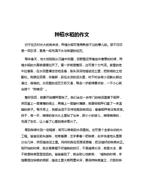 种植水稻的作文