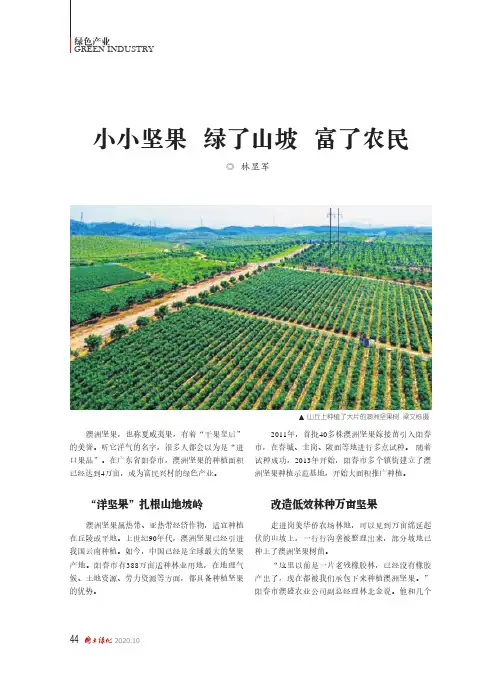 小小坚果 绿了山坡 富了农民