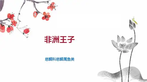 非洲王子    