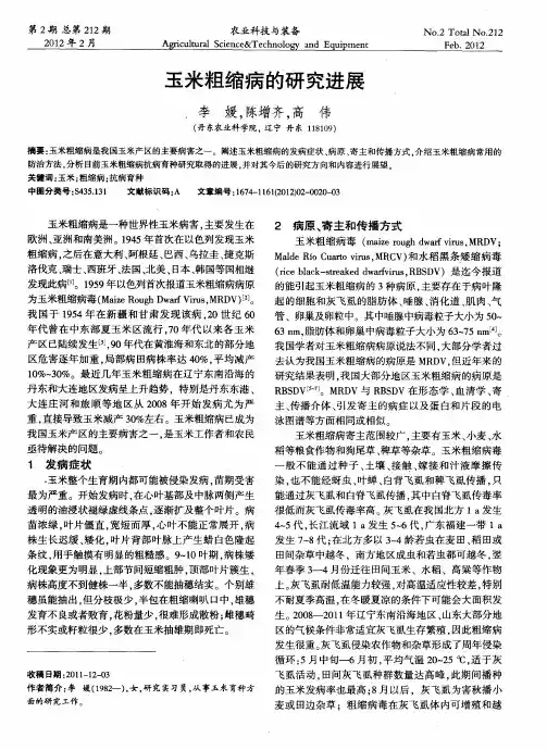 玉米粗缩病的研究进展